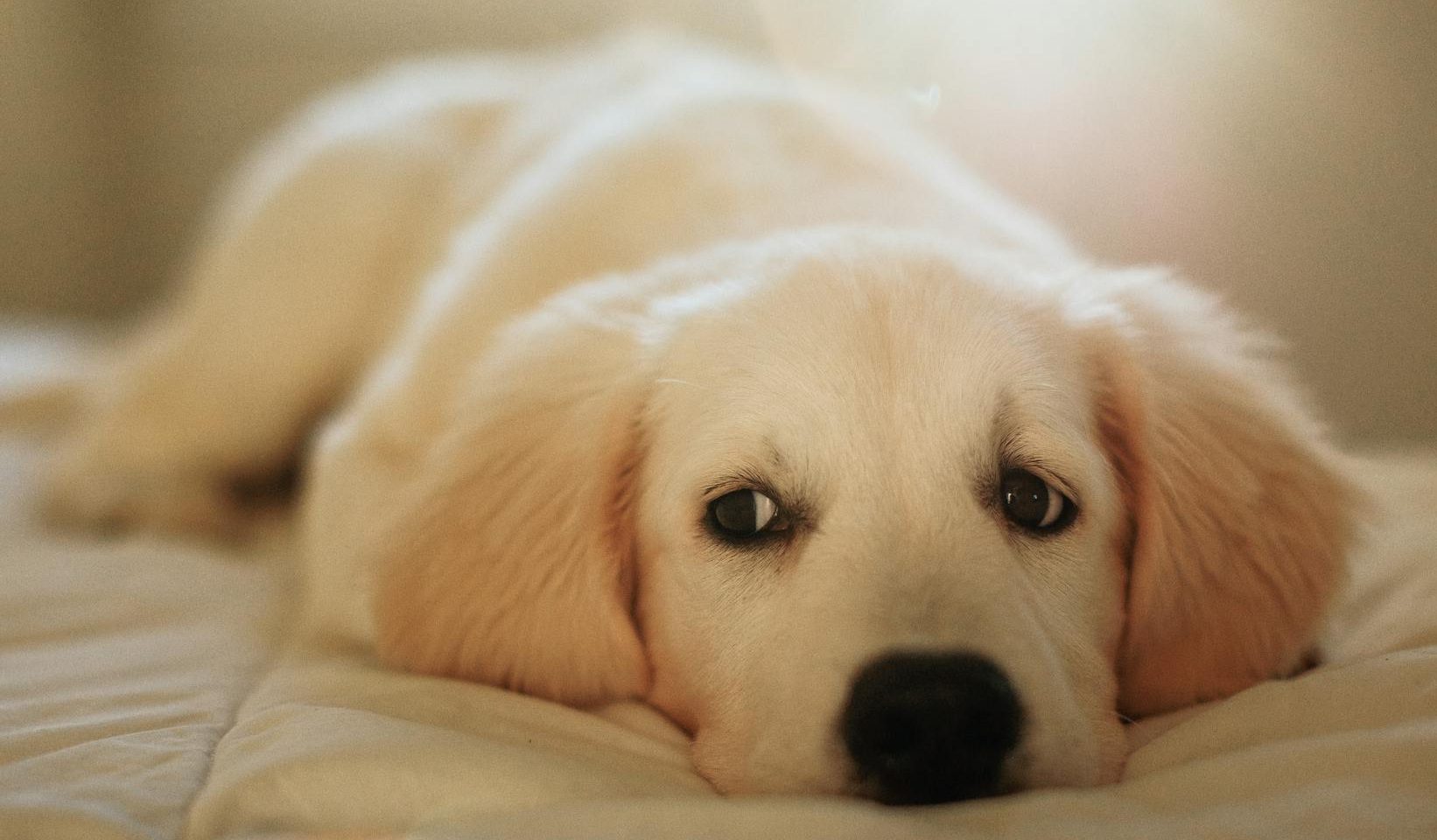 adorable golden retriever puppy relaxing indoors