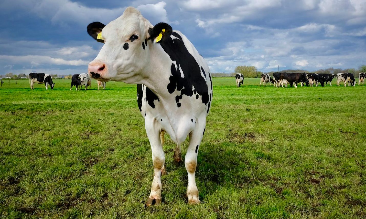 cows on a grassy field