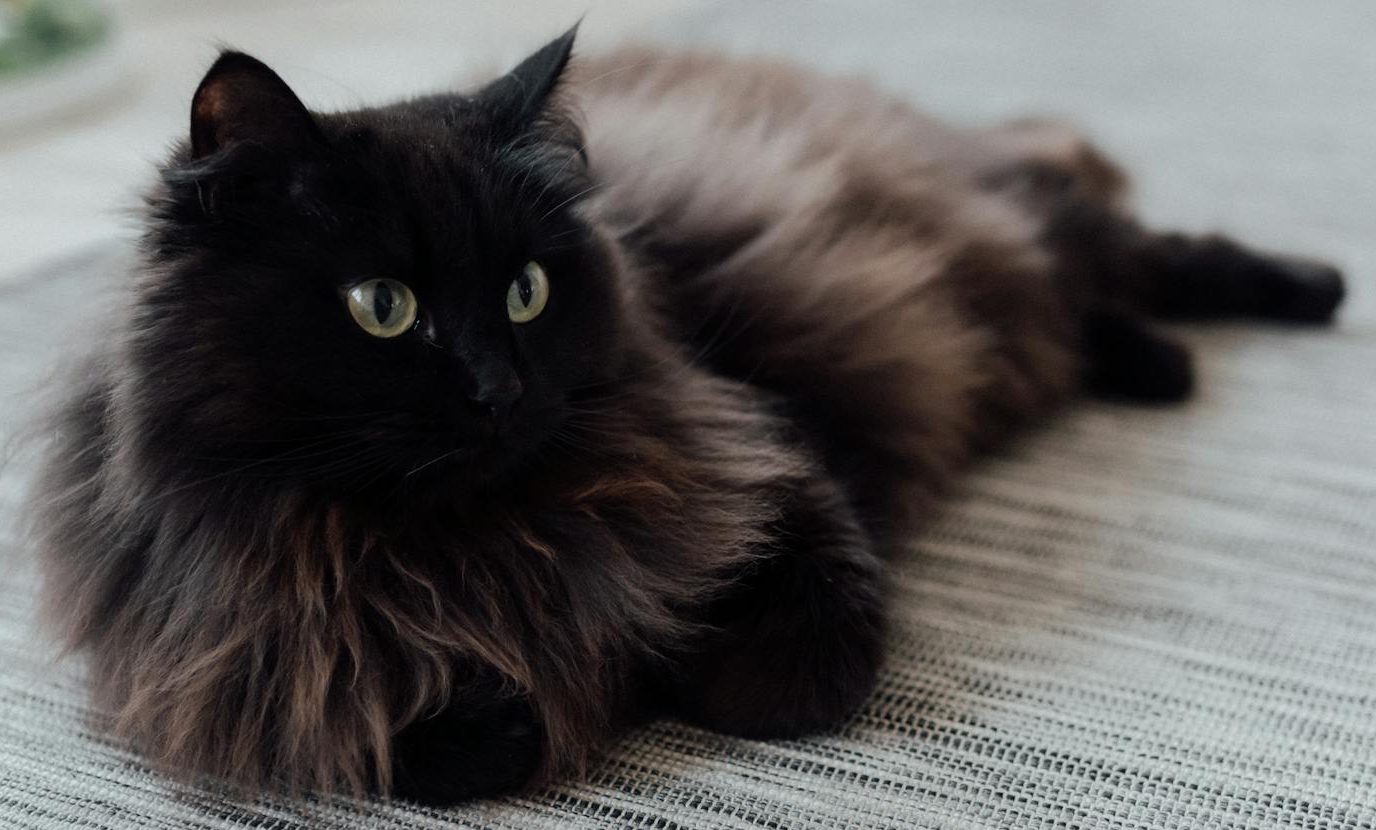 photo of a black cat on the floor