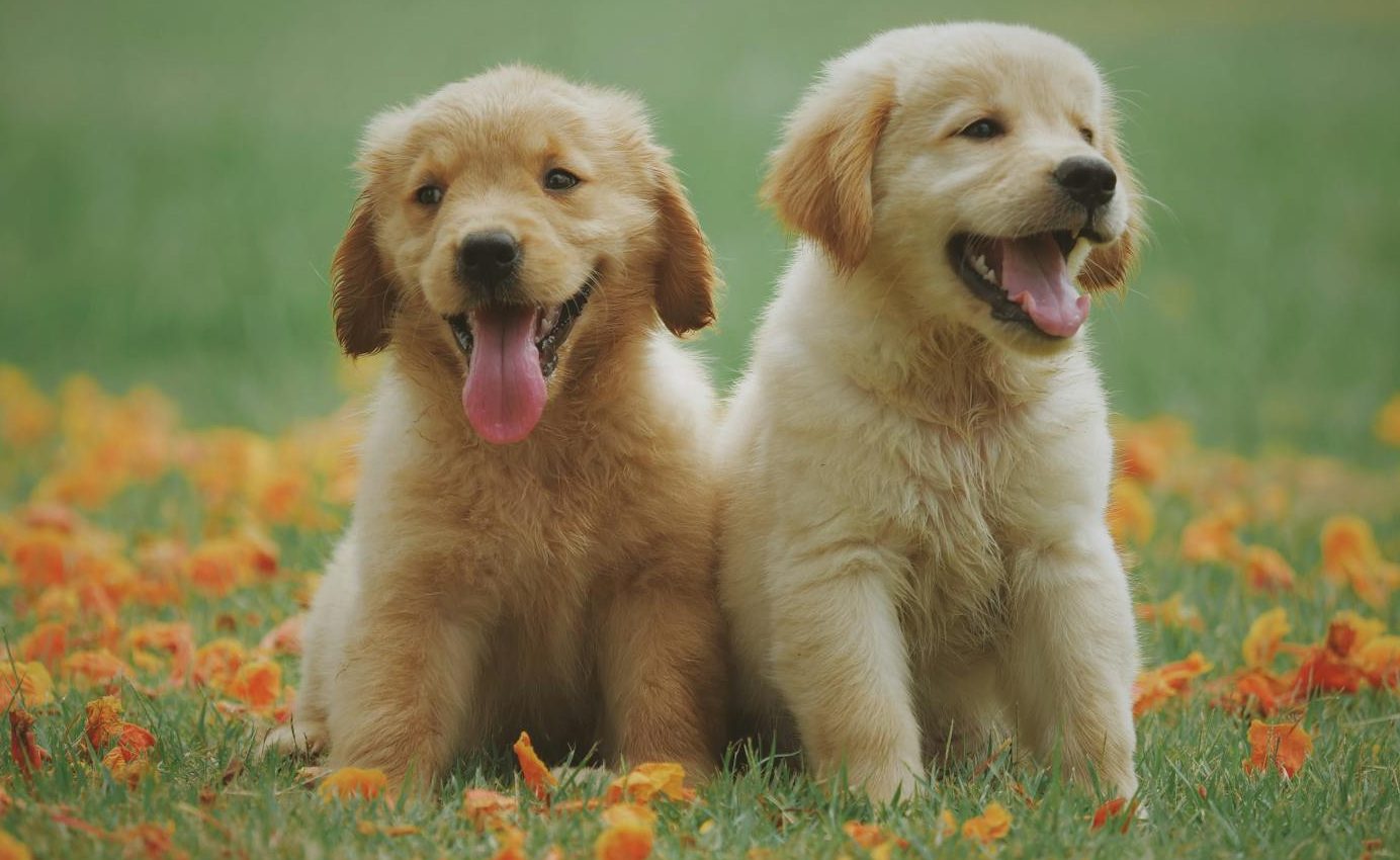 two yellow labrador retriever puppies