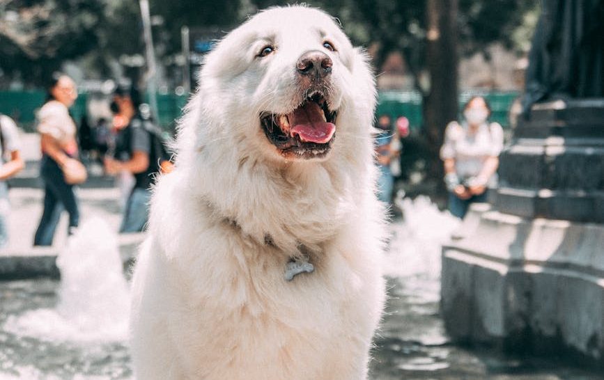photo of dog near a fountain