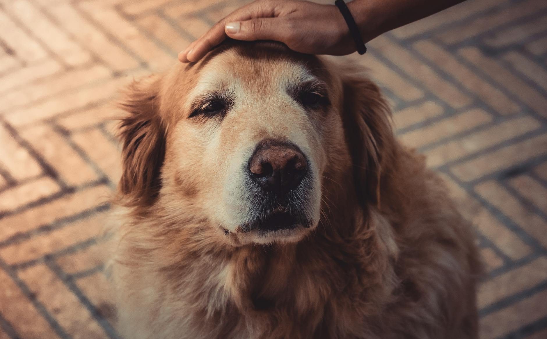 photo of person petting a dog