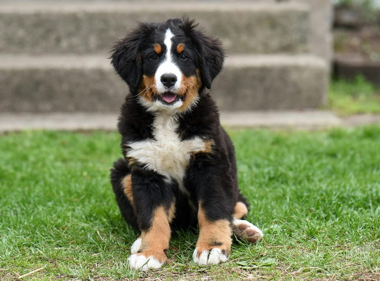 charming purebred puppy resting on grass on city street