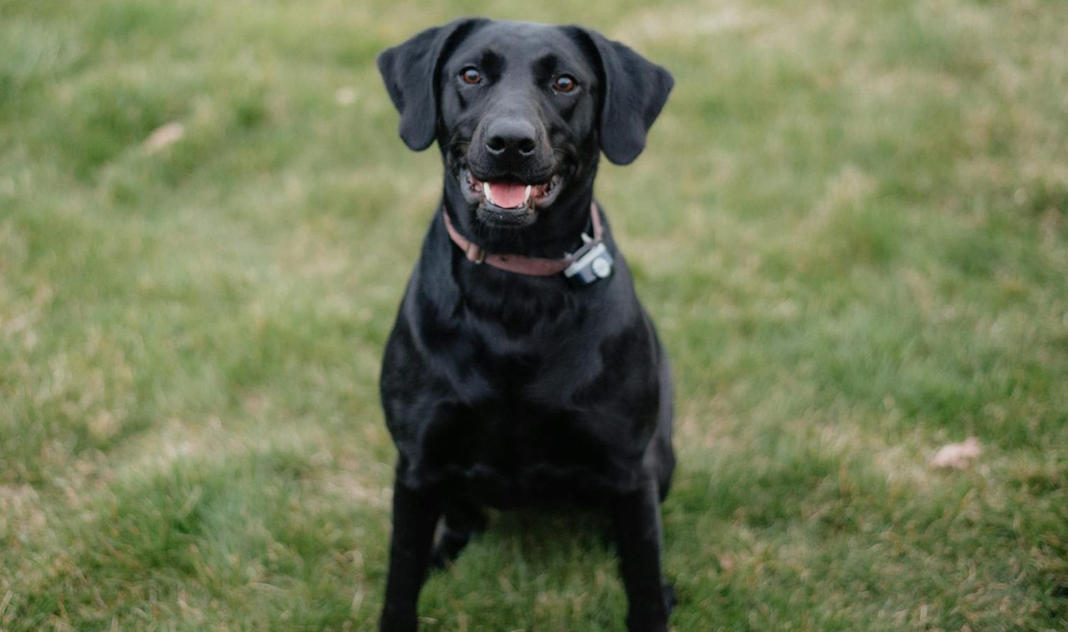 a black dog sitting in the grass with a black collar