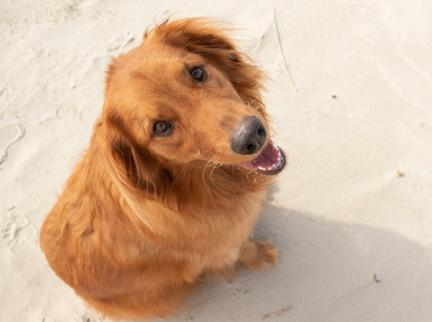 ginger sitting on sand