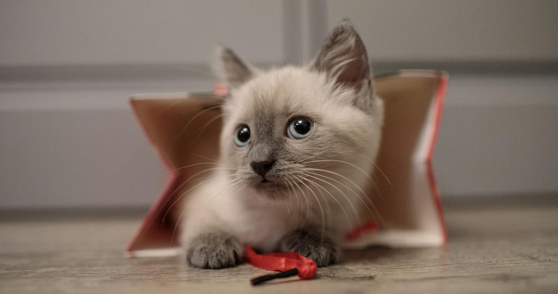adorable siamese kitten in a box indoors