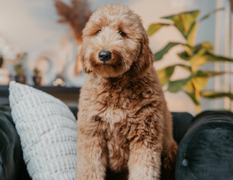 adorable goldendoodle puppy sitting on sofa