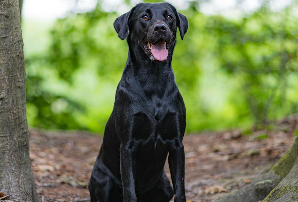 dog in forest