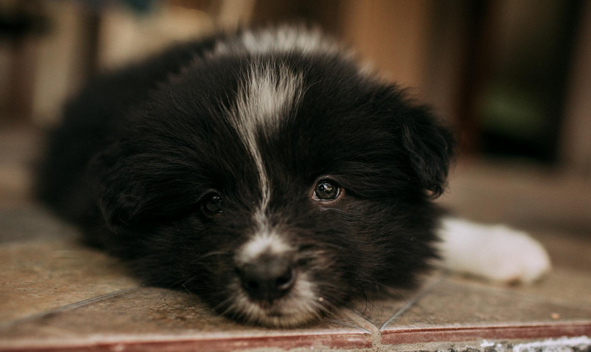 adorable black and white puppy resting indoors