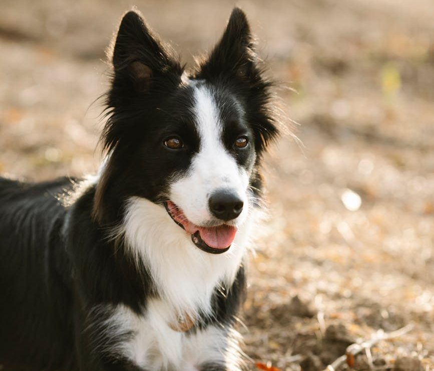 border collie resting on grass in park