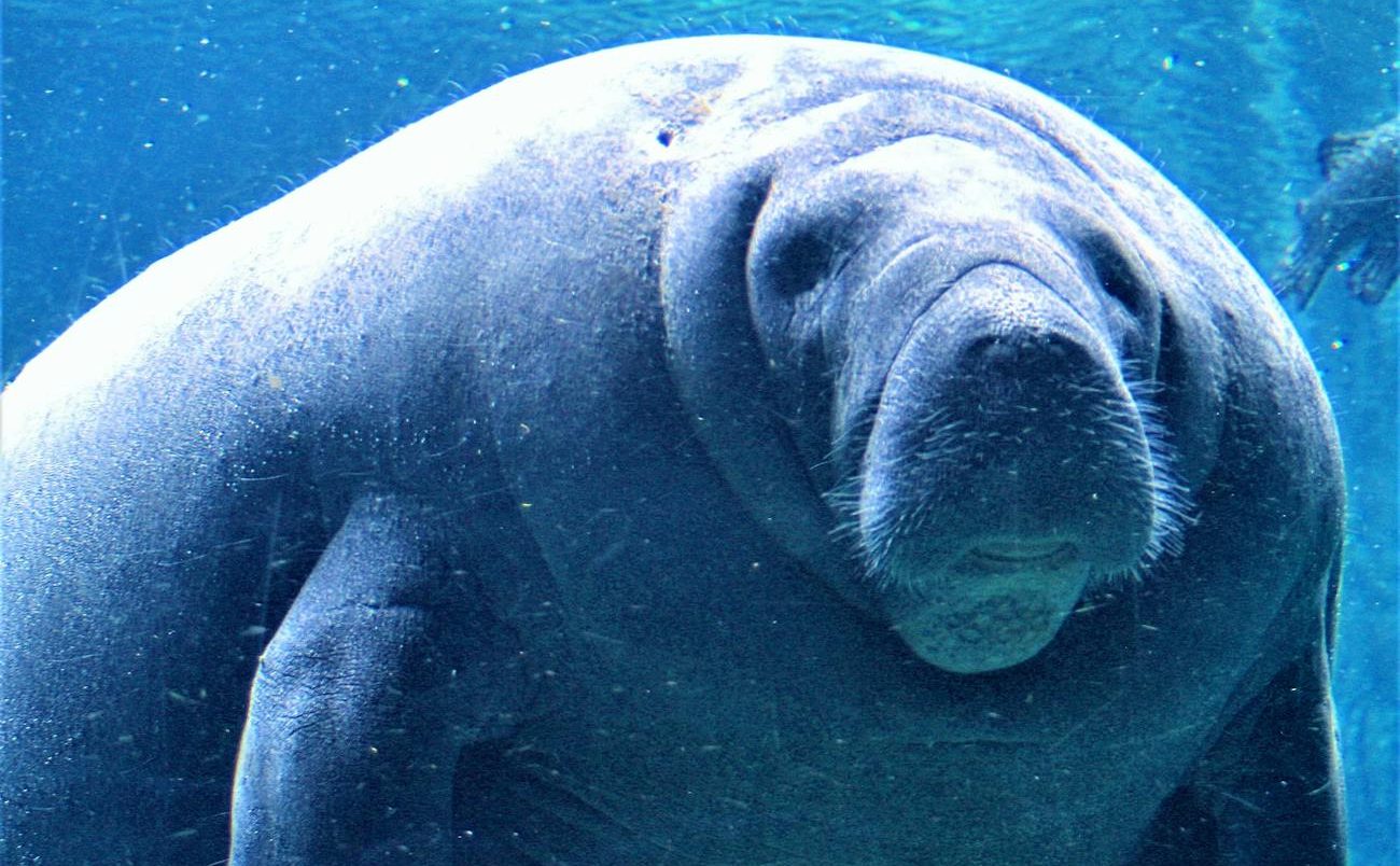 manatees underwater