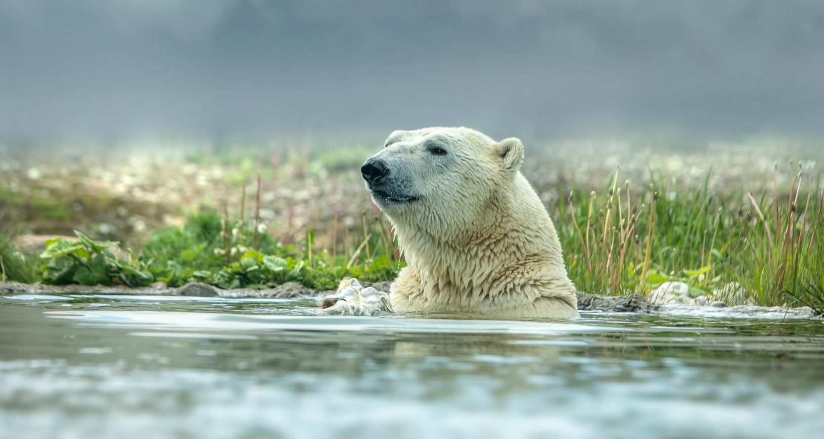 close up shot of a polar bear swimming in body of water