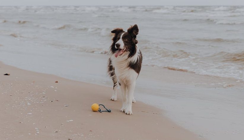 dog playing with ball on seashore