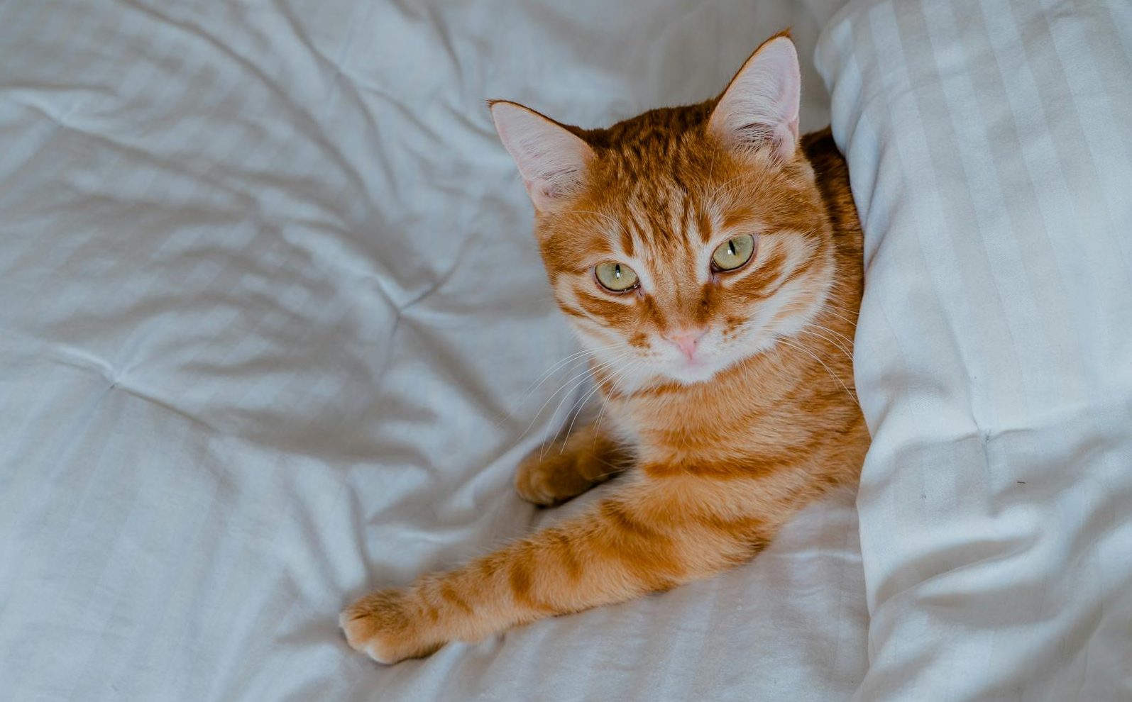an orange cat between white bedding