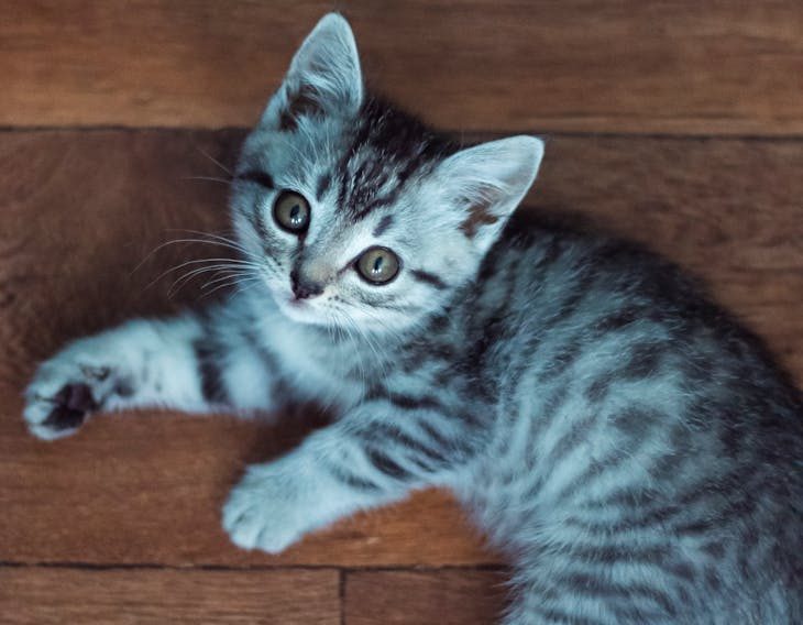kitten lying down on floor