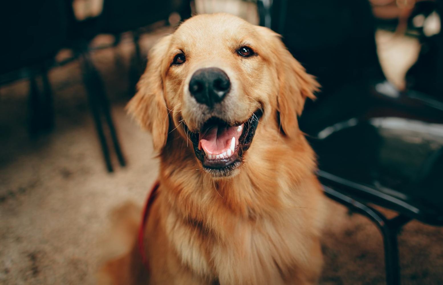 short coated tan dog