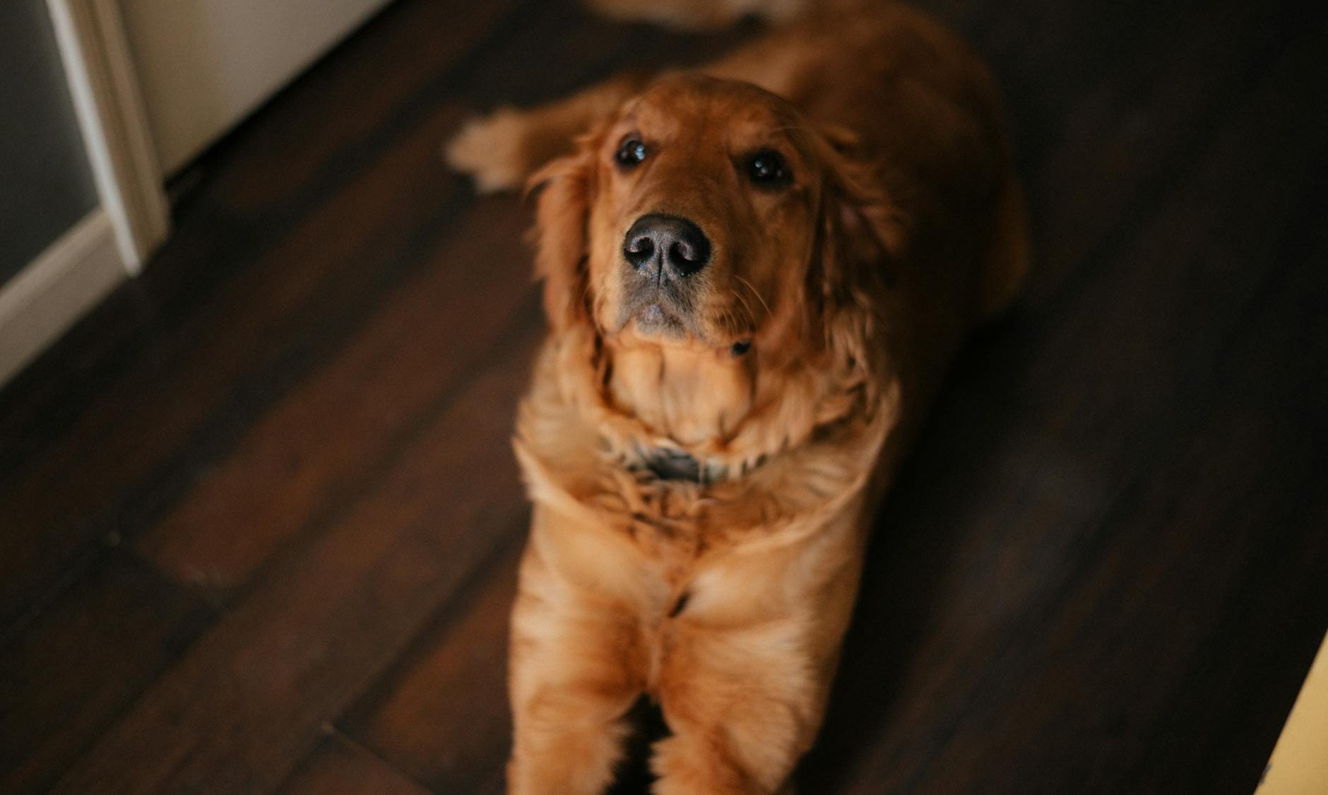 golden retriever relaxing indoors on wooden floor