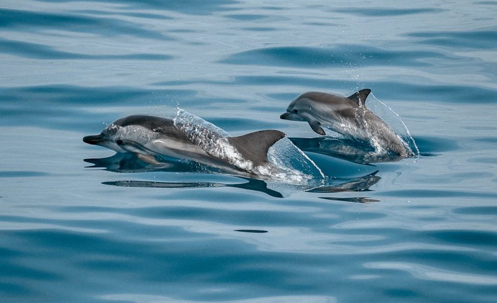 dolphins jumping out from ocean