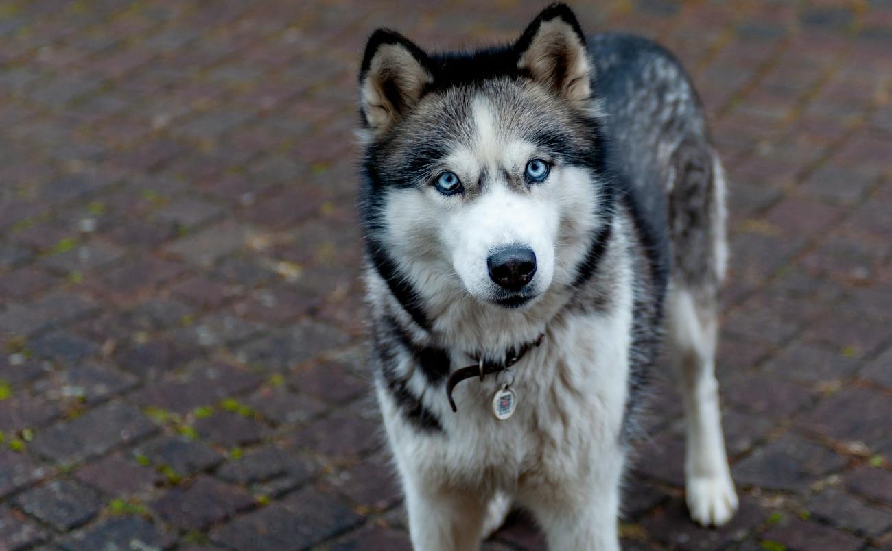 majestic siberian husky on cobblestone street