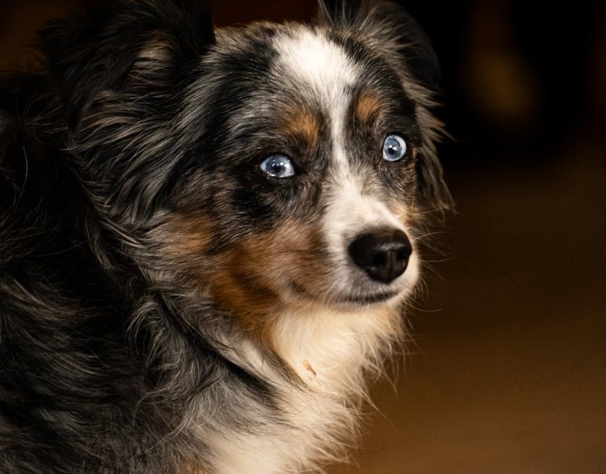 australian shepherd dog with blue eyes indoors