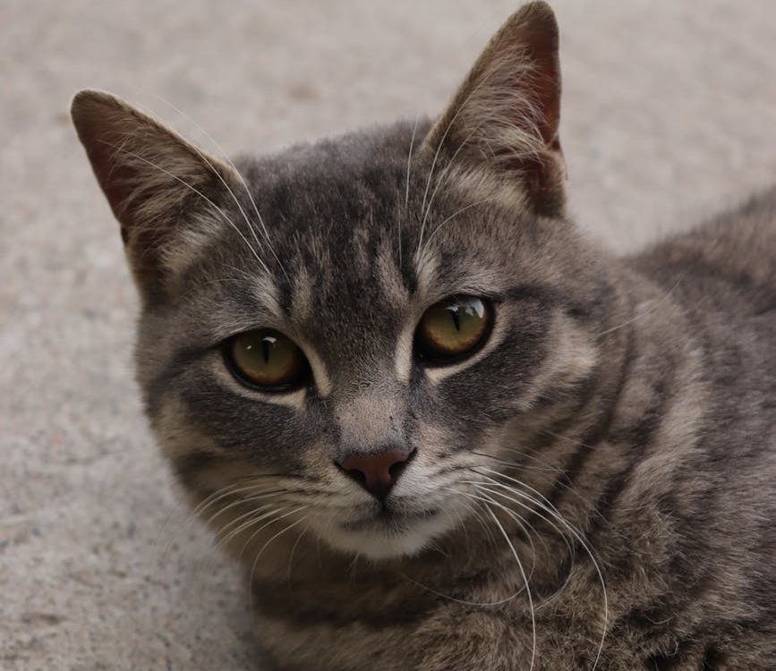 close up portrait of a relaxed domestic cat
