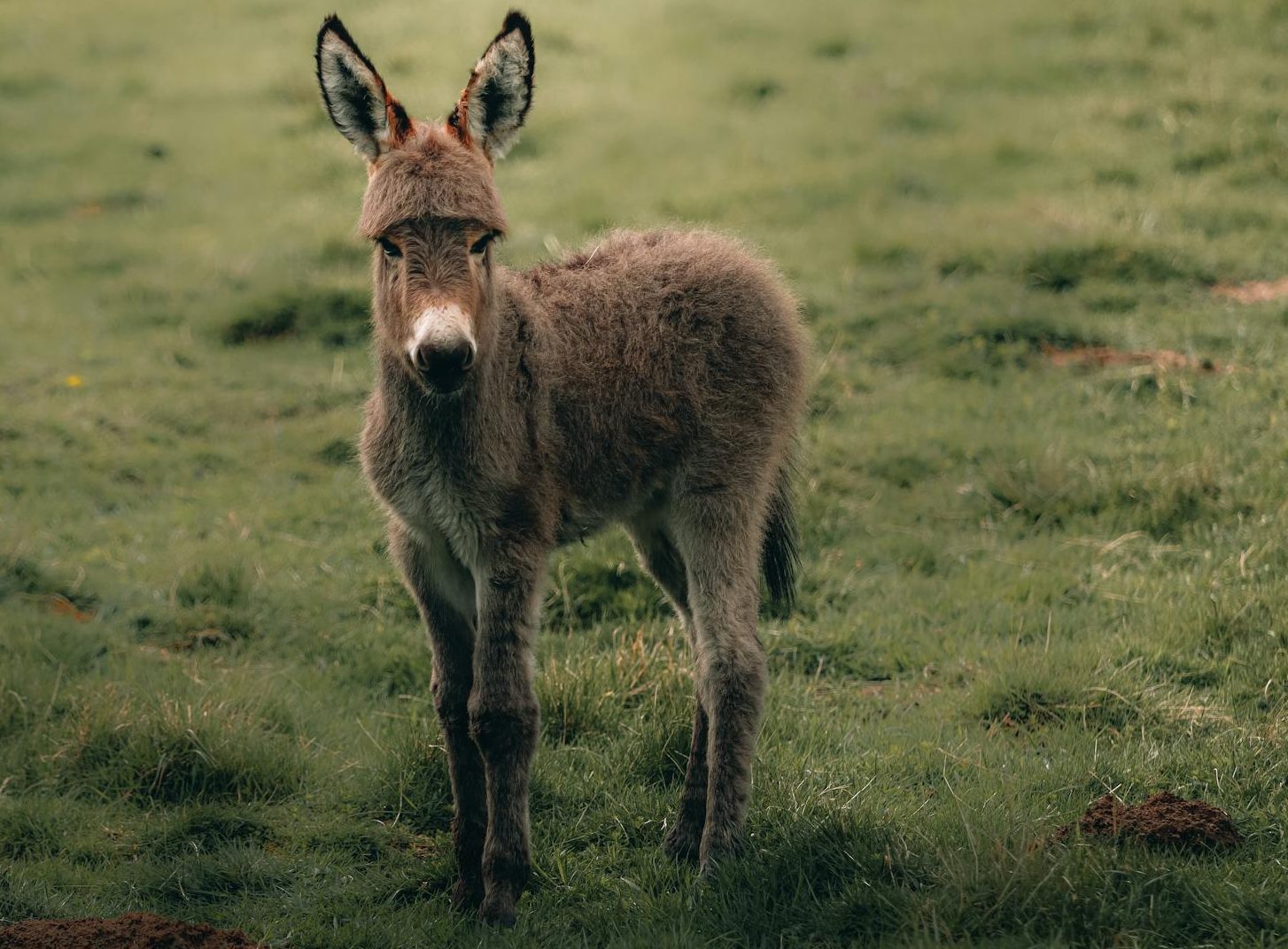 cute brown donkey grazing on meadow