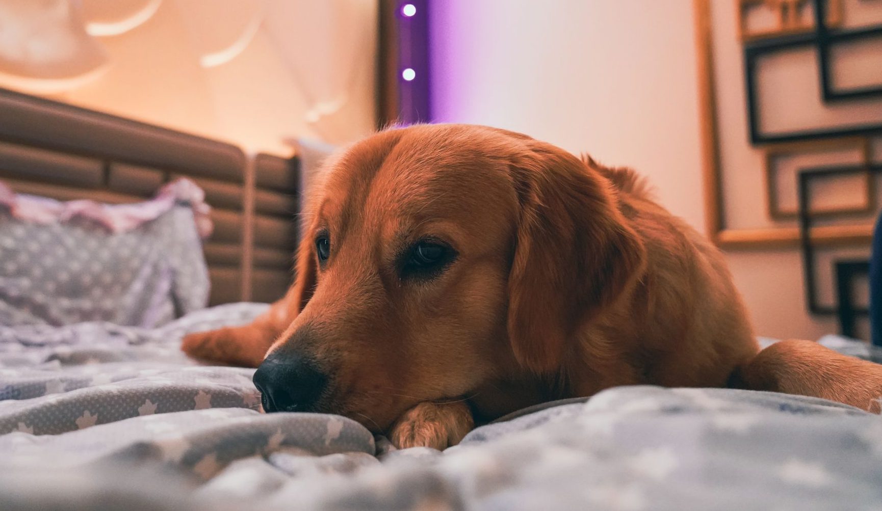 a dog on a bed