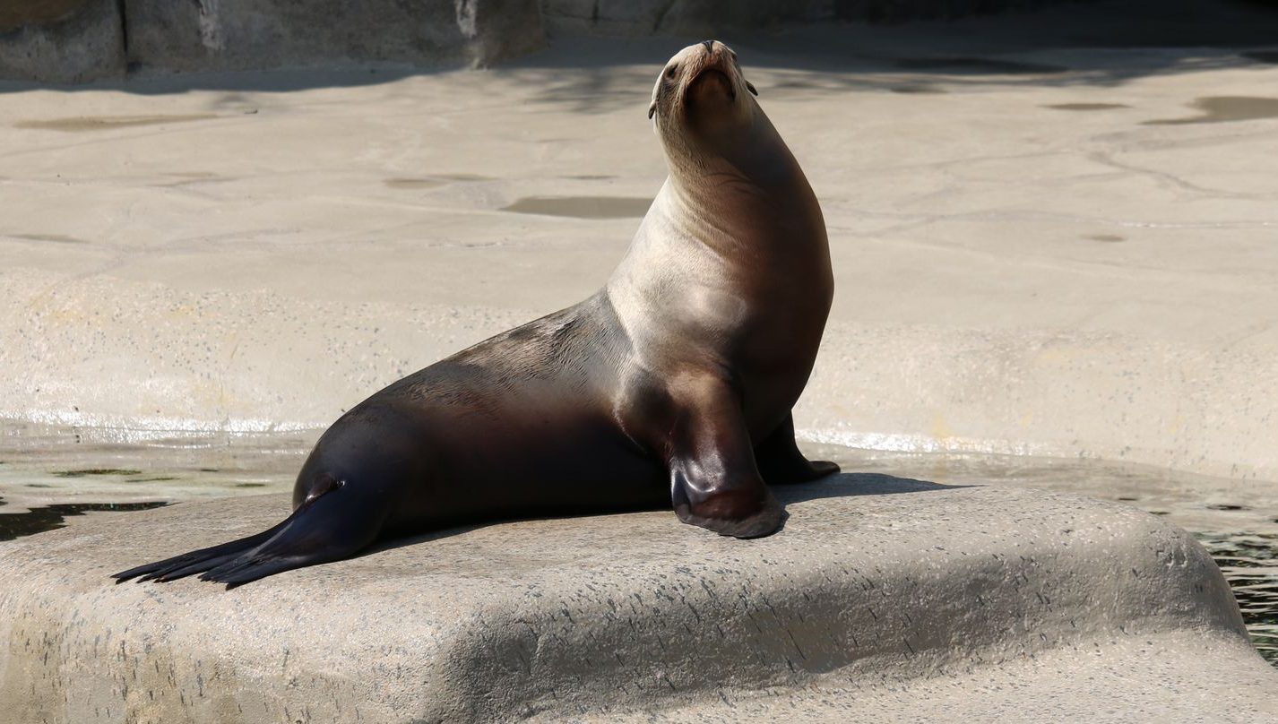 sunlit seal on rock