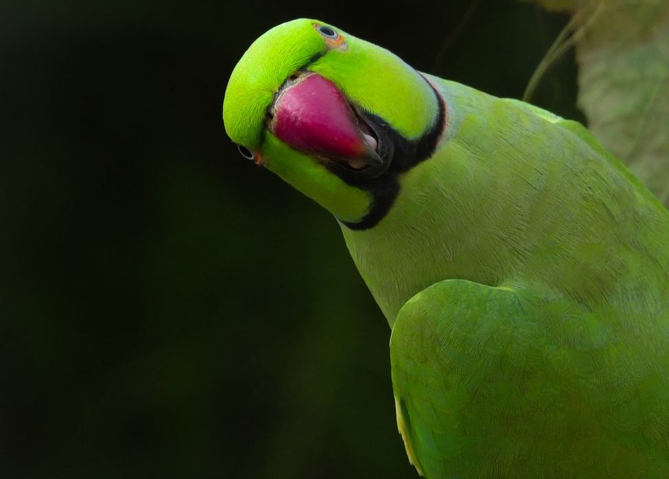 a green parrot with a red beak is sitting on a wooden post
