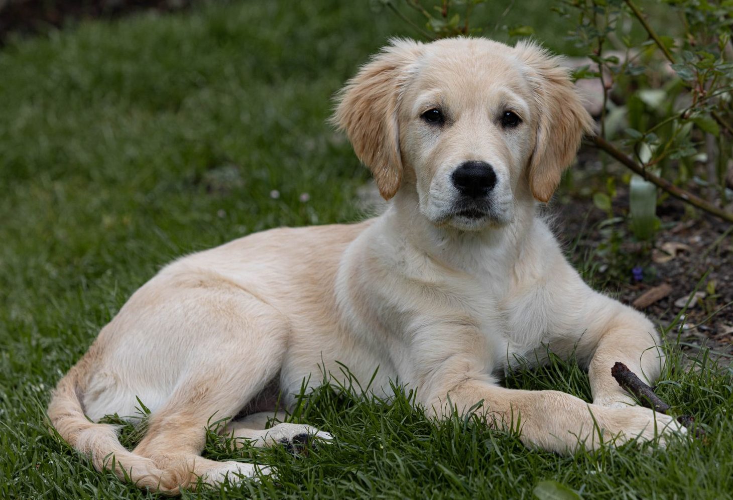 golden retriever puppy relaxing in the garden