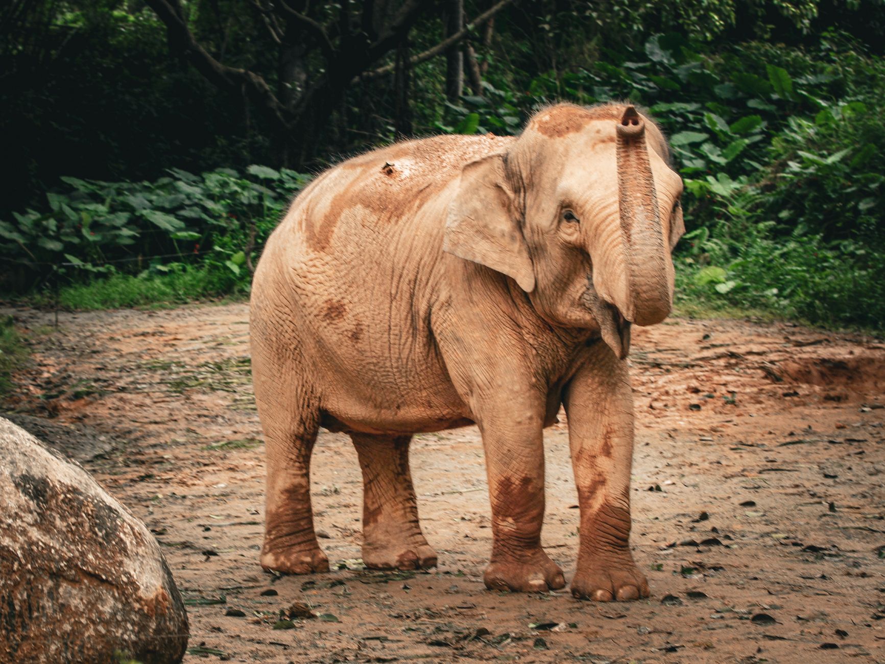 little elephant in the mud