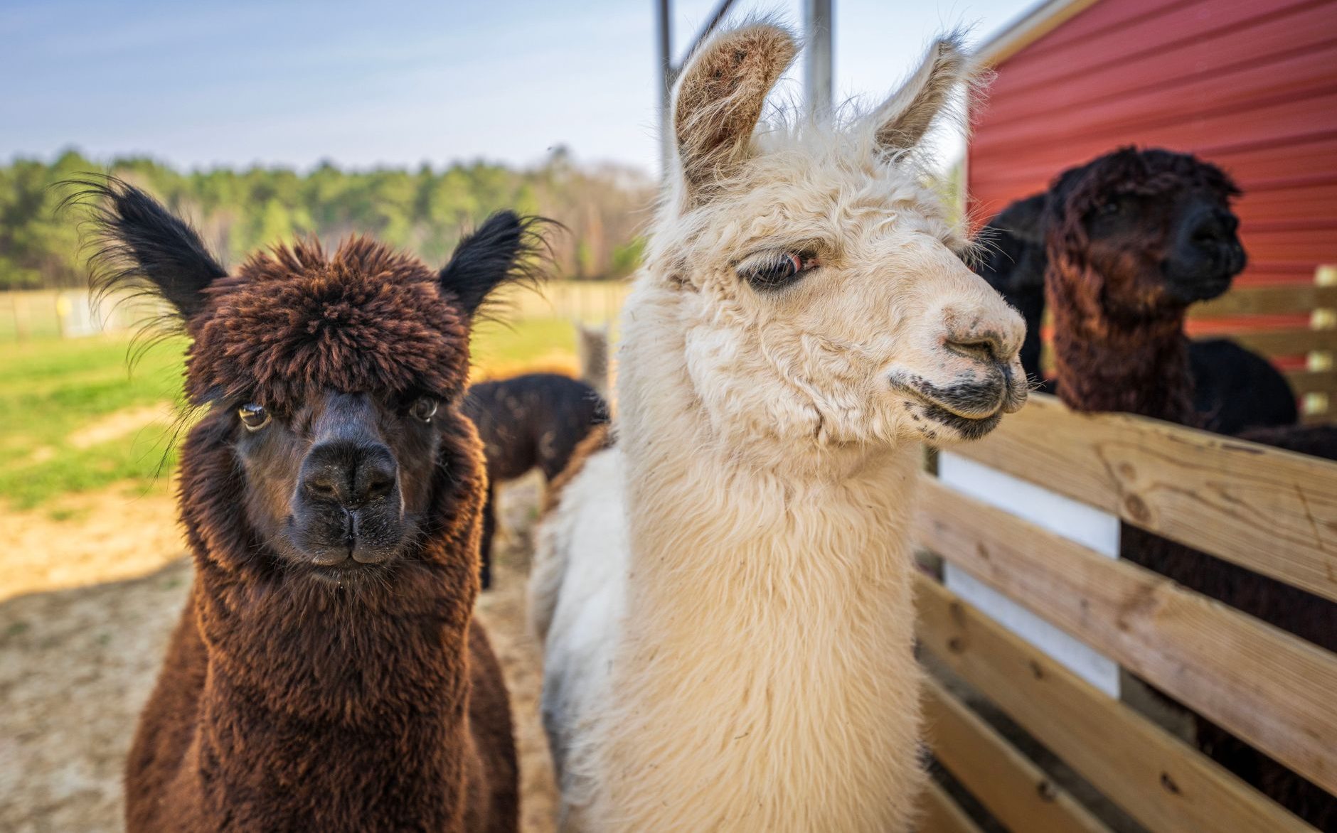 close up of alpacas standing near a fence of an enclosure