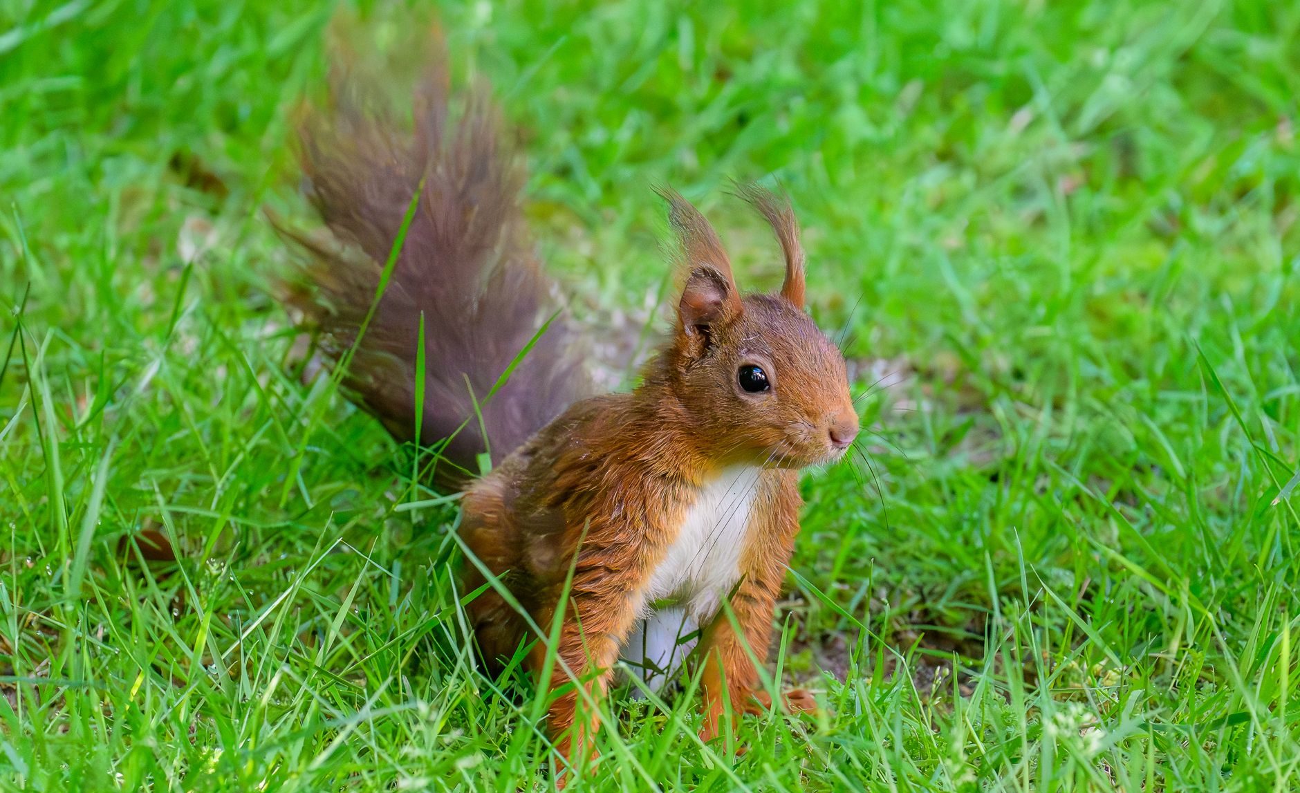 vibrant red squirrel in lush green grass