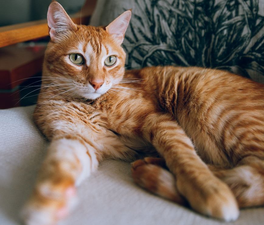 orange tabby cat lying on chair
