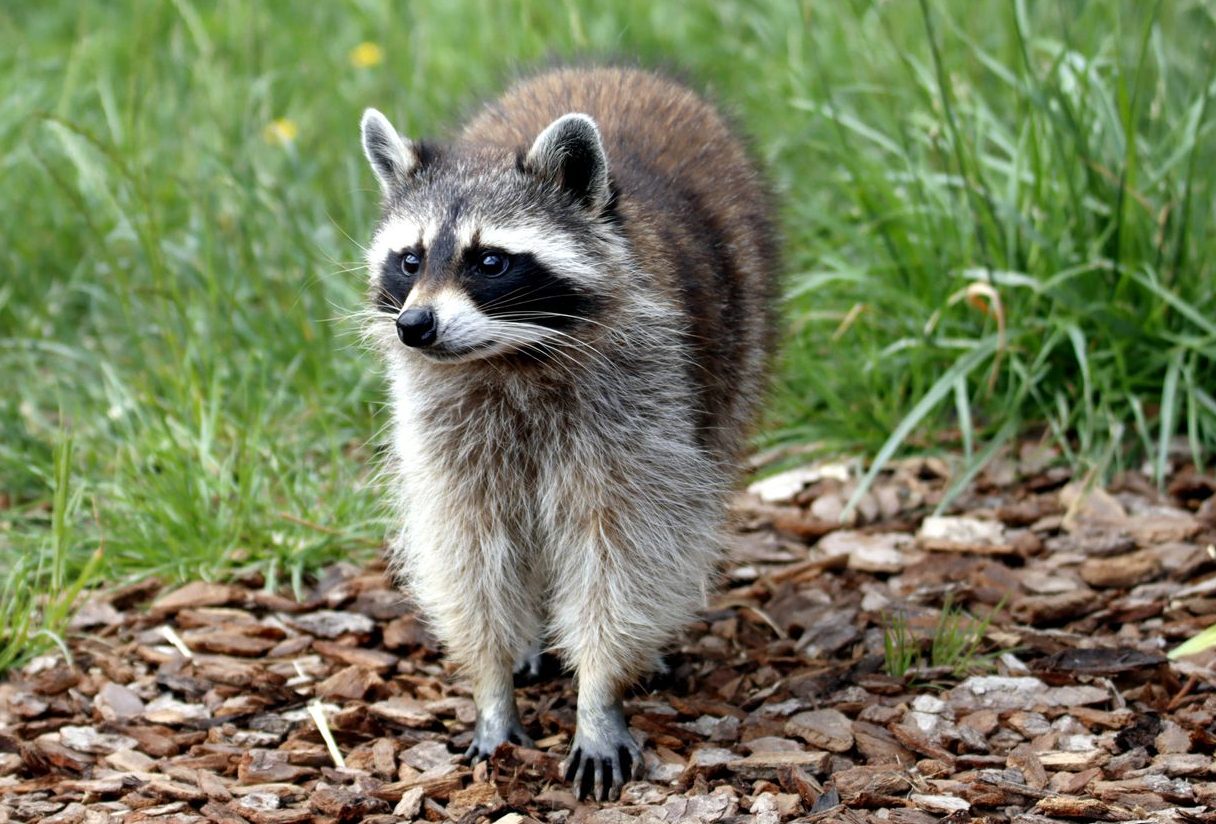 close up shot of a raccoon