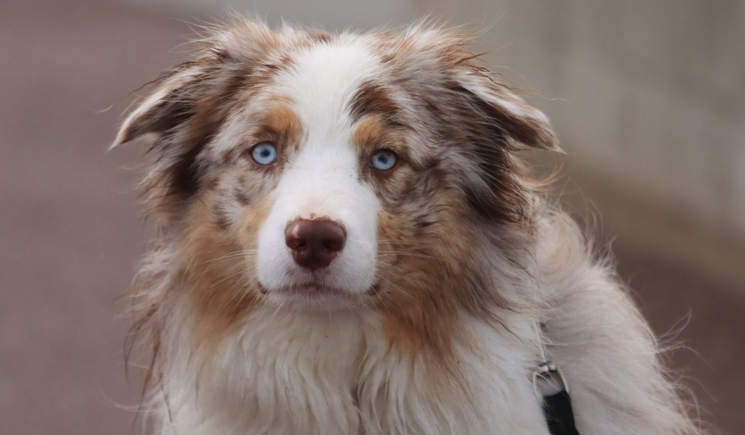 furry australian shepherd