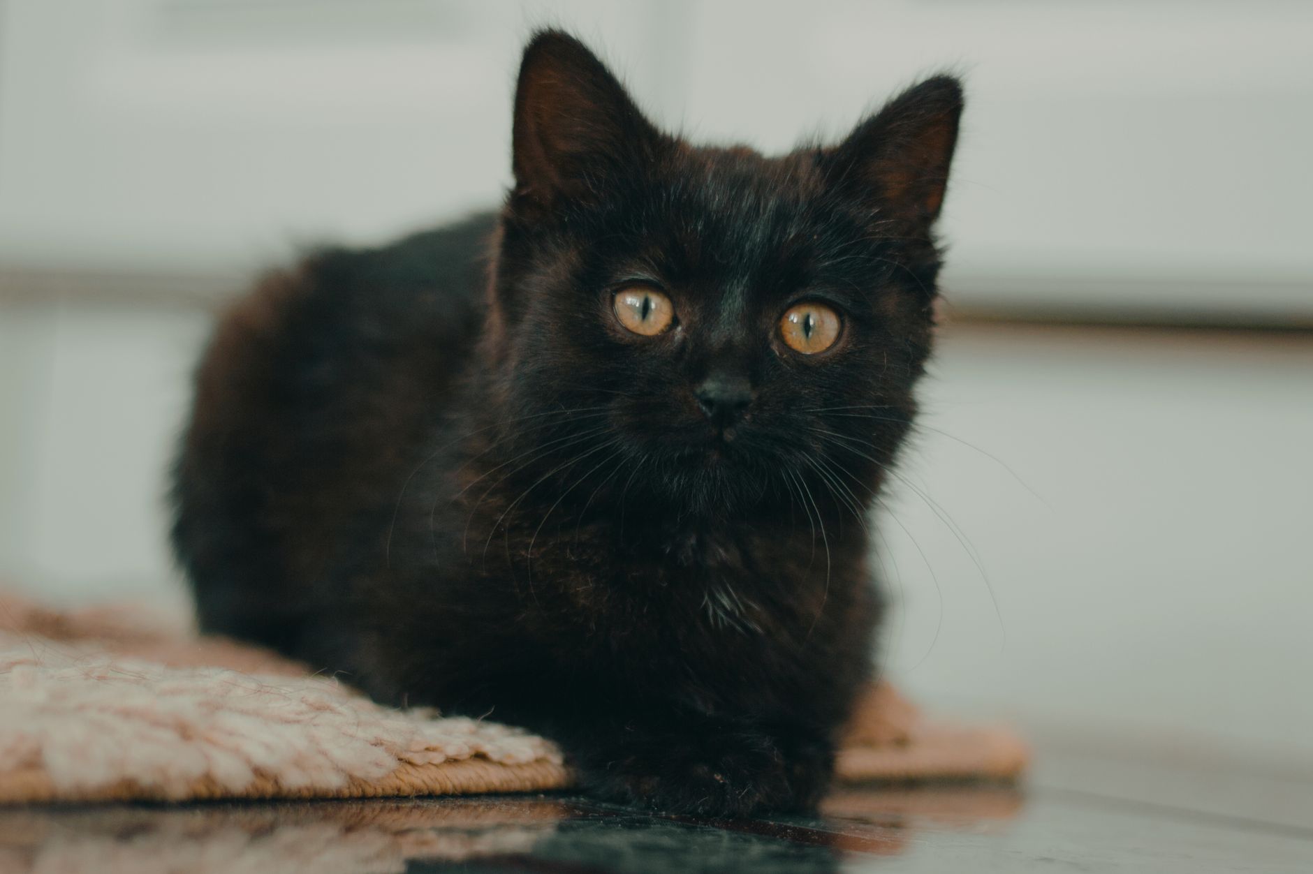 adorable black kitten relaxing indoors