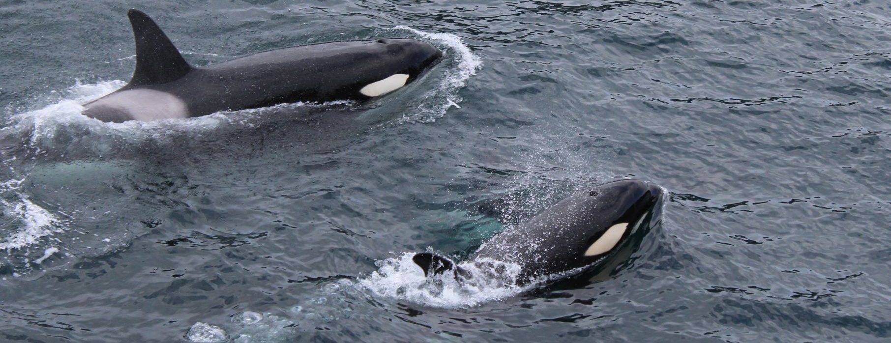 two black and white dolphins on body of water