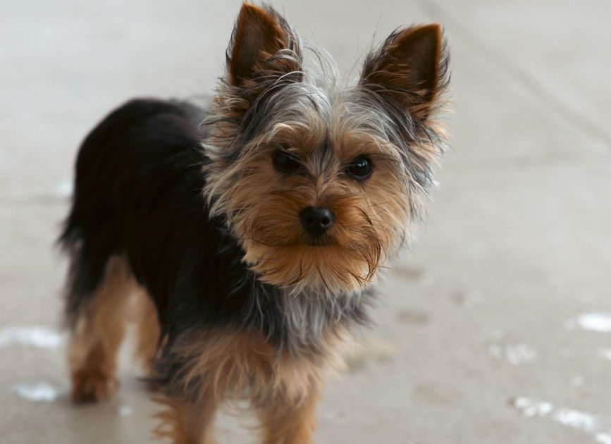 adorable yorkshire terrier on concrete floor
