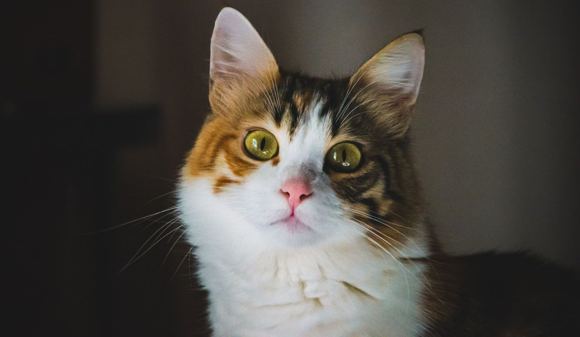 close up portrait of a fluffy domestic cat
