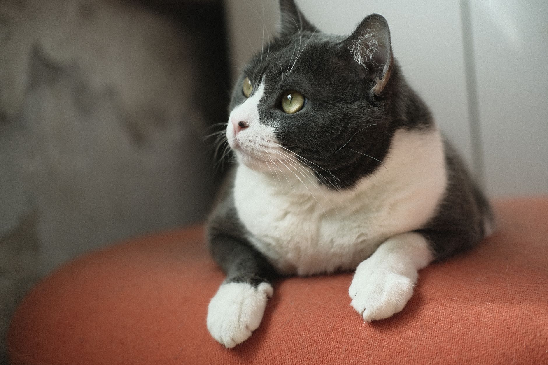 a cat lying on red textile