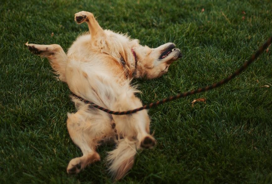 a brown dog rolling on grass