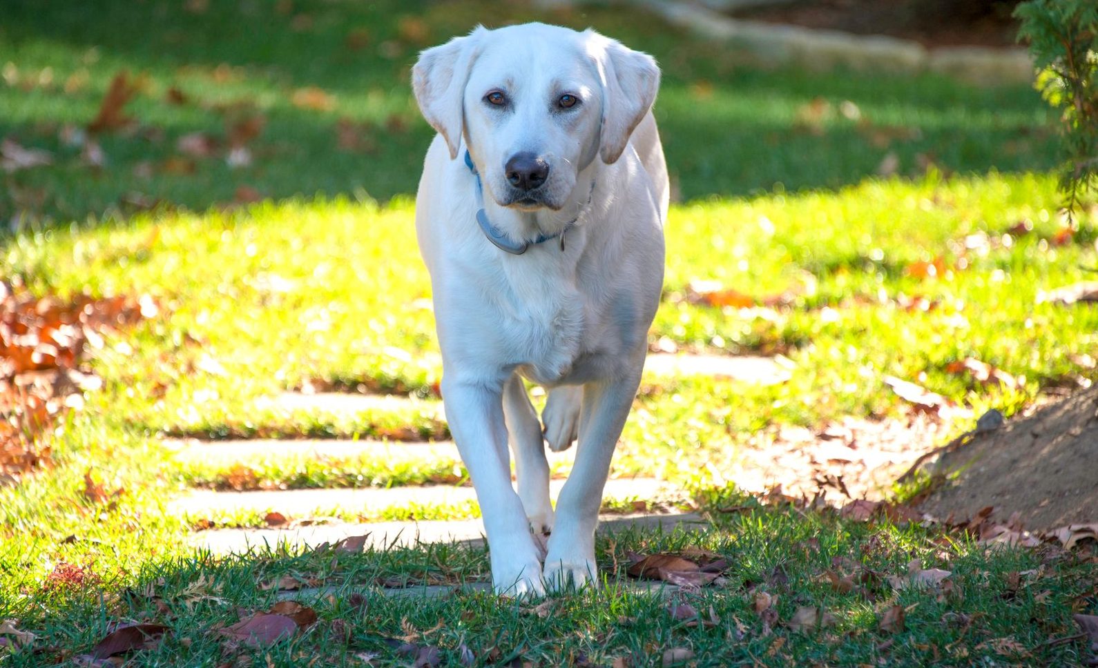 white dog on the grass