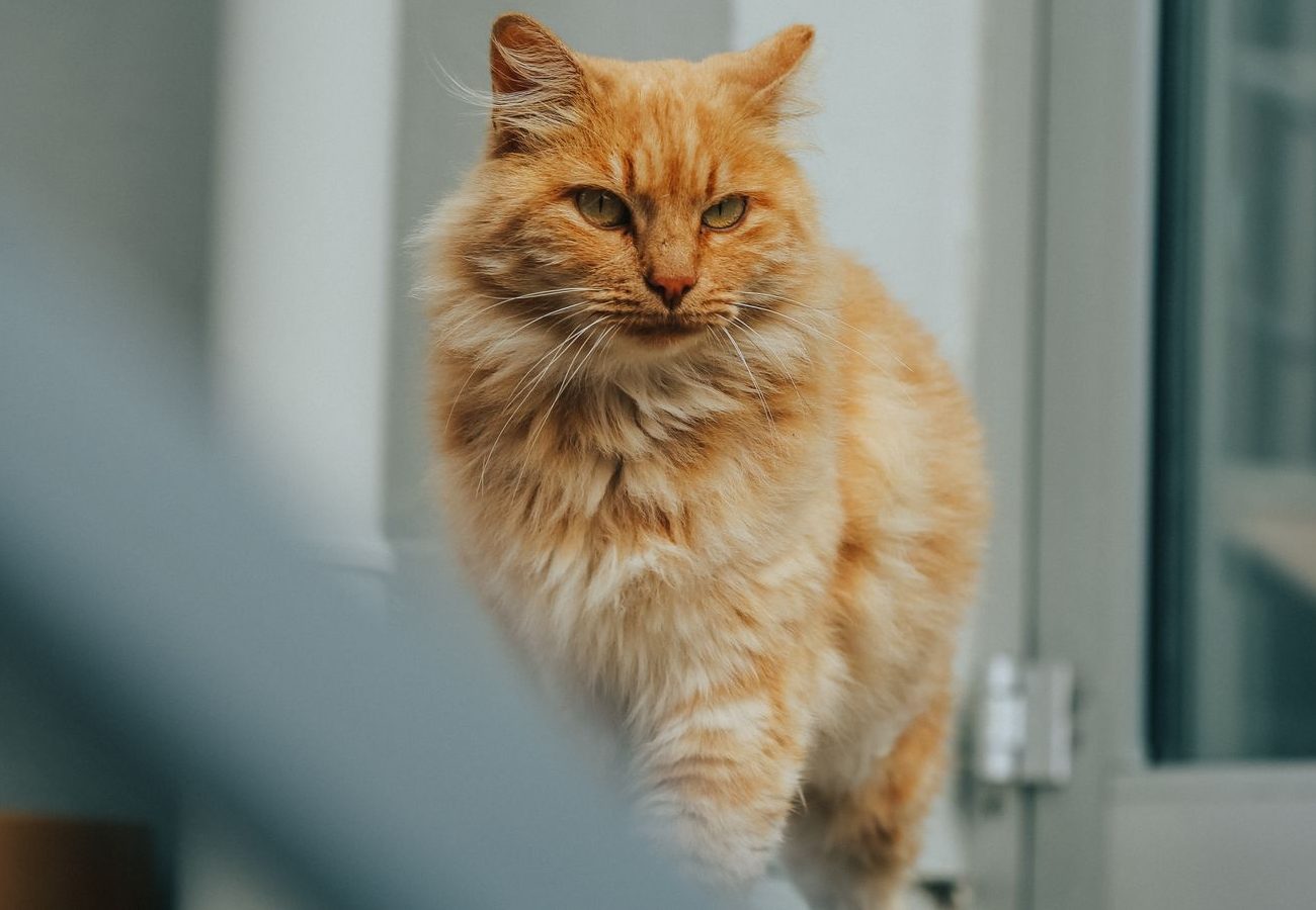 ginger cat