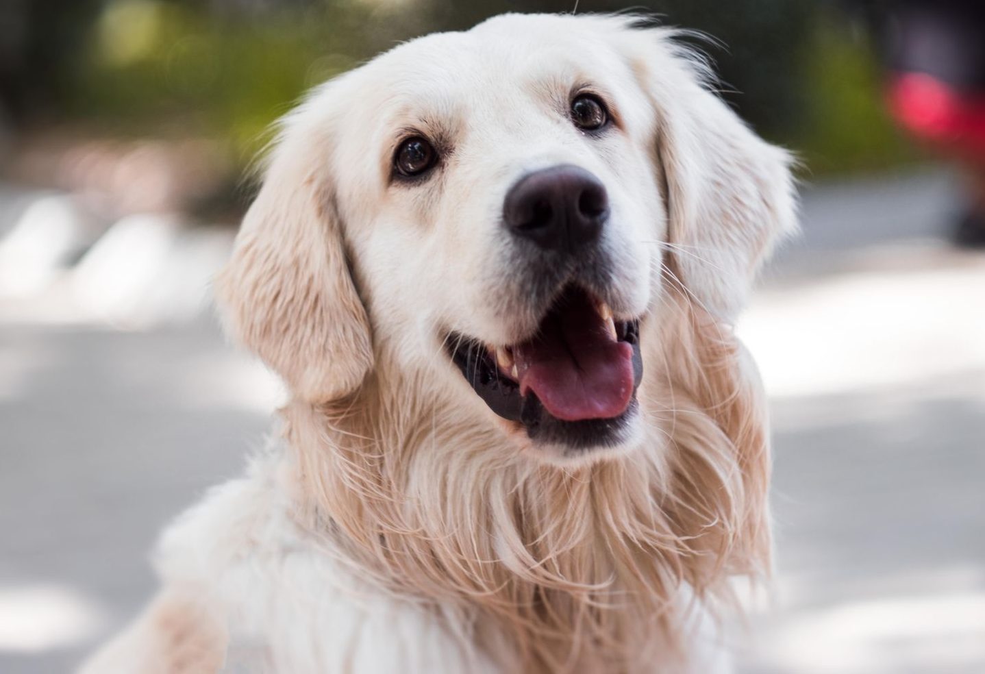 adult golden retriever close up photography