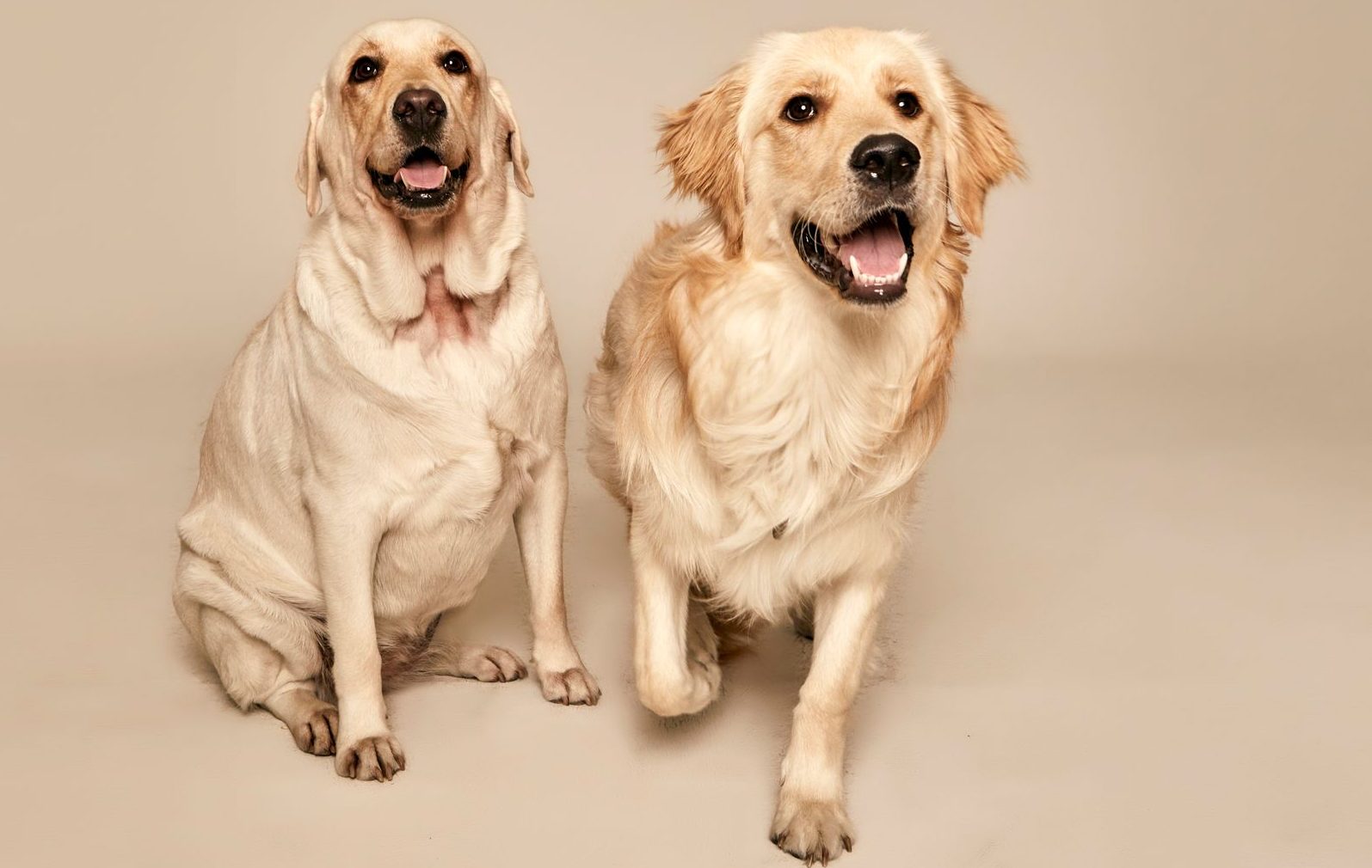 dogs sitting on white background