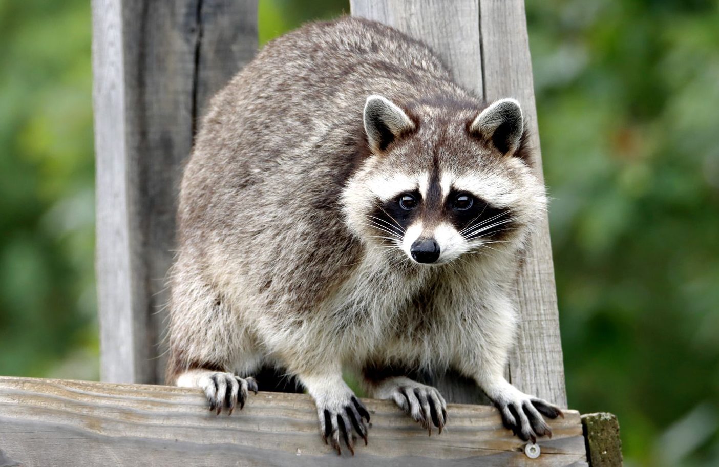 close up of raccoon