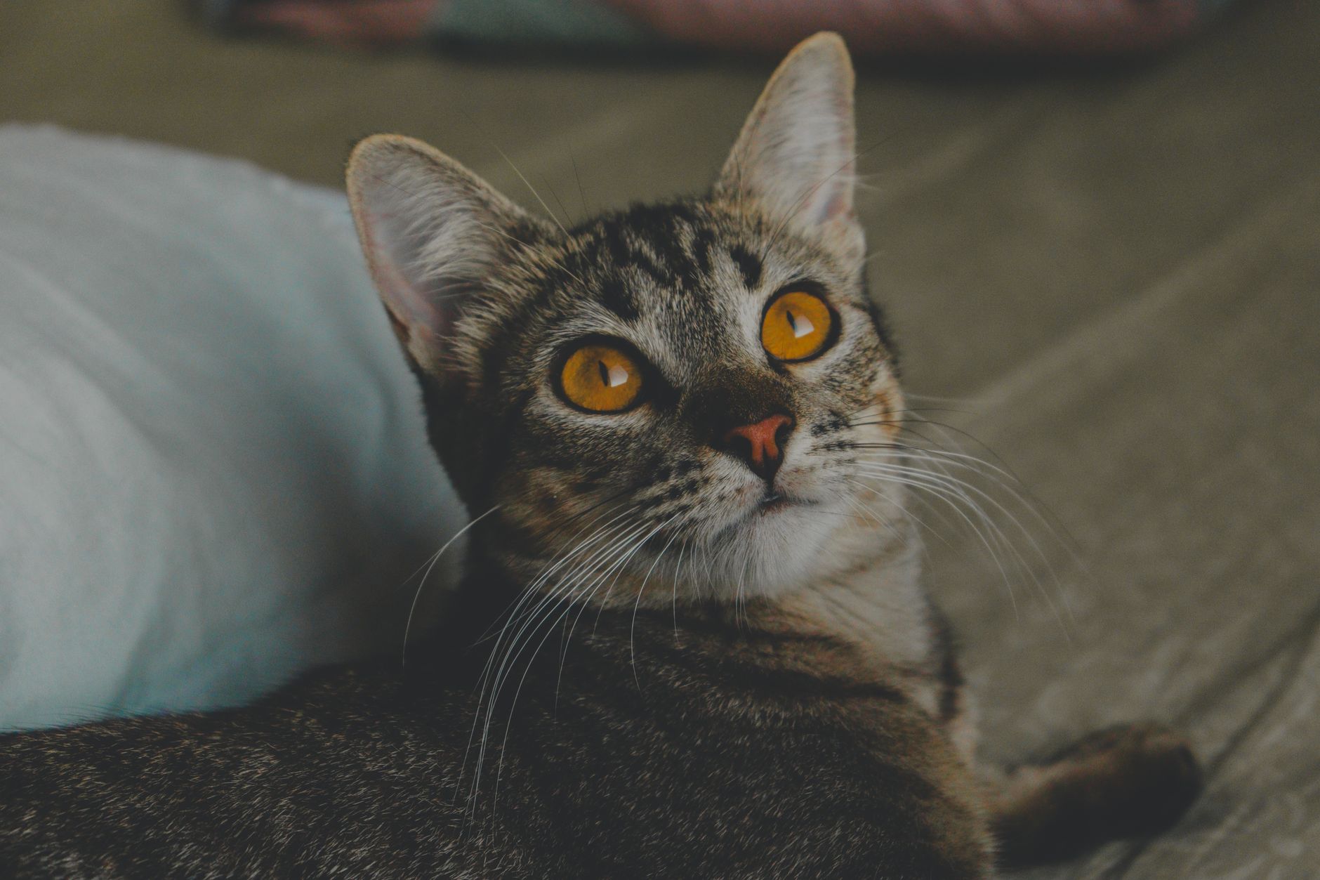 a cat on a bed