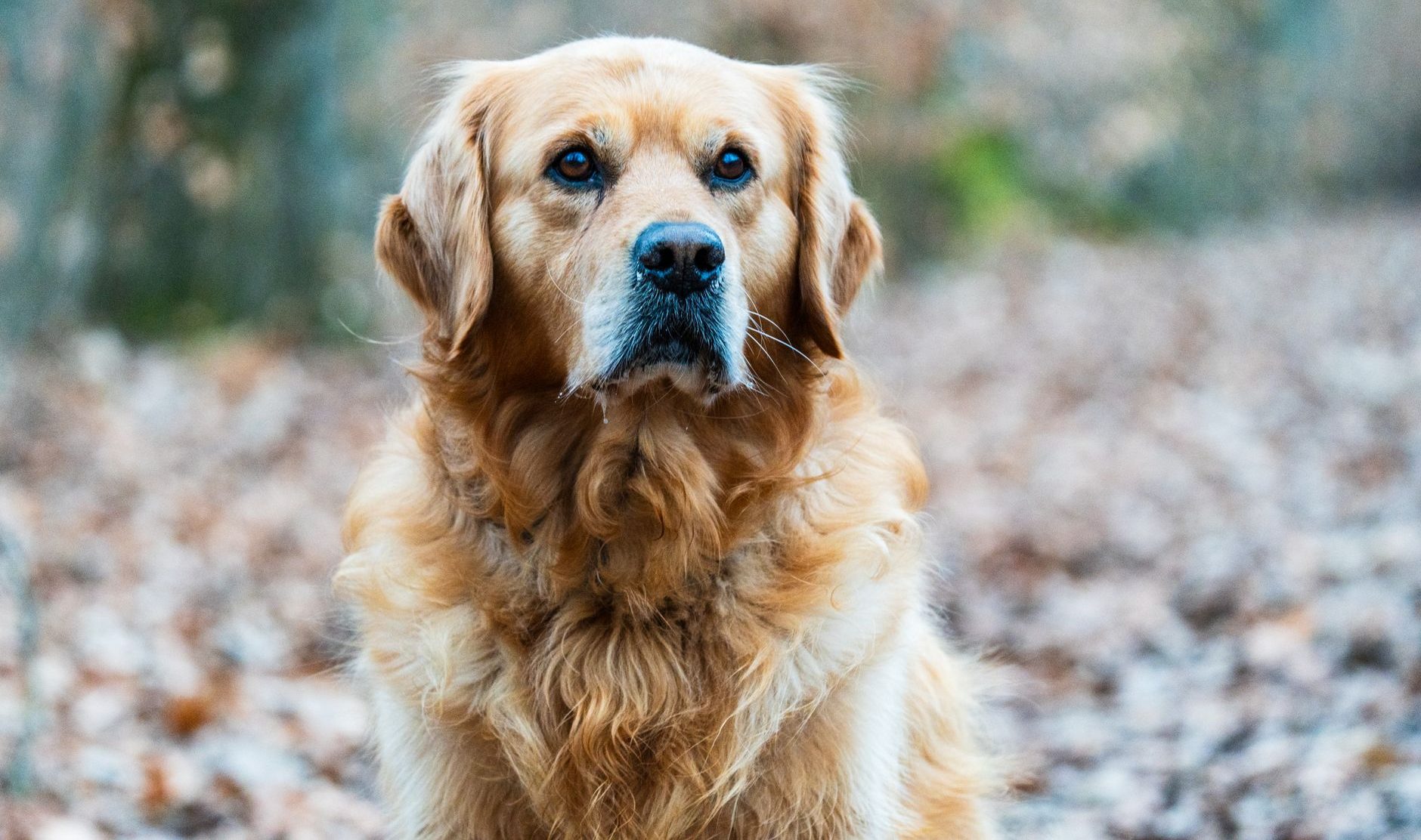 golden retriever in a forested setting