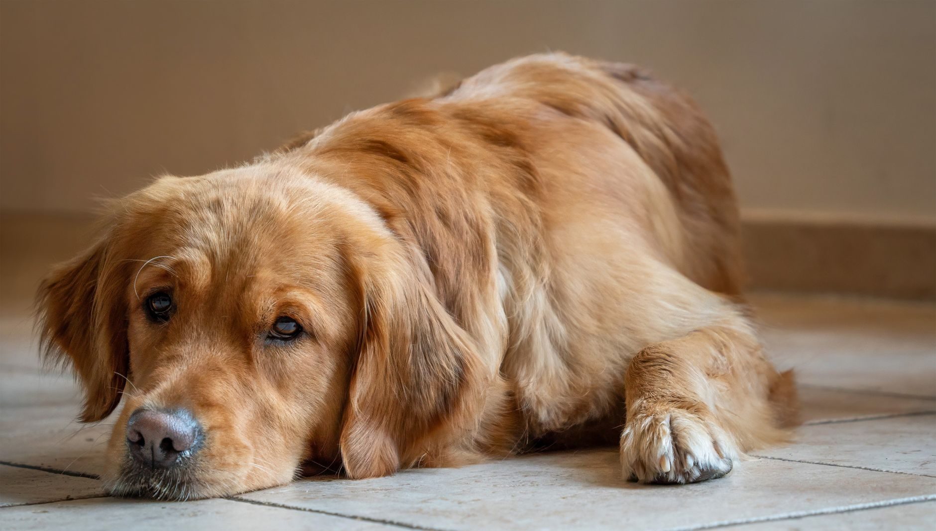 resting golden retriever on tile floor